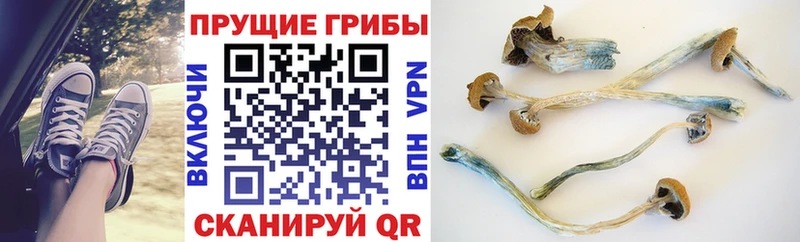 Псилоцибиновые грибы Cubensis  мега вход  Олёкминск  купить наркотик 